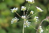  ( - EDNA22-0062634)  @11 [ ] NonCommercial ShareAlike (2023) Markus Ruhsam Royal Botanic Garden Edinburgh