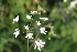 ( - EDNA22-0062634)  @11 [ ] NonCommercial ShareAlike (2023) Markus Ruhsam Royal Botanic Garden Edinburgh