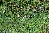  ( - EDNA22-0062634)  @11 [ ] NonCommercial ShareAlike (2023) Markus Ruhsam Royal Botanic Garden Edinburgh