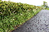  ( - EDNA22-0062634)  @11 [ ] NonCommercial ShareAlike (2023) Markus Ruhsam Royal Botanic Garden Edinburgh
