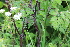  ( - EDNA22-0062634)  @11 [ ] NonCommercial ShareAlike (2023) Markus Ruhsam Royal Botanic Garden Edinburgh