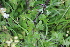  ( - EDNA22-0062634)  @11 [ ] NonCommercial ShareAlike (2023) Markus Ruhsam Royal Botanic Garden Edinburgh