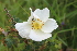  ( - EDNA22-0062635)  @11 [ ] NonCommercial ShareAlike (2023) Markus Ruhsam Royal Botanic Garden Edinburgh