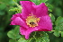 ( - EDNA22-0062644)  @11 [ ] NonCommercial ShareAlike (2023) Markus Ruhsam Royal Botanic Garden Edinburgh