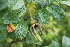  ( - EDNA22-0062644)  @11 [ ] NonCommercial ShareAlike (2023) Markus Ruhsam Royal Botanic Garden Edinburgh