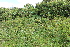  ( - EDNA22-0062644)  @11 [ ] NonCommercial ShareAlike (2023) Markus Ruhsam Royal Botanic Garden Edinburgh