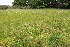  ( - EDNA22-0062647)  @11 [ ] NonCommercial ShareAlike (2023) Markus Ruhsam Royal Botanic Garden Edinburgh
