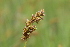  ( - EDNA22-0062647)  @11 [ ] NonCommercial ShareAlike (2023) Markus Ruhsam Royal Botanic Garden Edinburgh