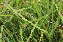  ( - EDNA22-0062647)  @11 [ ] NonCommercial ShareAlike (2023) Markus Ruhsam Royal Botanic Garden Edinburgh