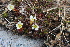  ( - EDNA21-0061086)  @11 [ ] CreativeCommons Attribution NonCommercial ShareAlike (2021) Markus Ruhsam Royal Botanic Garden, Edinburgh