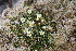  ( - EDNA21-0061086)  @11 [ ] CreativeCommons Attribution NonCommercial ShareAlike (2021) Markus Ruhsam Royal Botanic Garden, Edinburgh