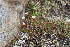  ( - EDNA21-0061086)  @11 [ ] CreativeCommons Attribution NonCommercial ShareAlike (2021) Markus Ruhsam Royal Botanic Garden, Edinburgh
