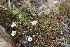  ( - EDNA21-0061086)  @11 [ ] CreativeCommons Attribution NonCommercial ShareAlike (2021) Markus Ruhsam Royal Botanic Garden, Edinburgh