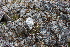  ( - EDNA21-0061086)  @11 [ ] CreativeCommons Attribution NonCommercial ShareAlike (2021) Markus Ruhsam Royal Botanic Garden, Edinburgh