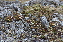  ( - EDNA21-0061086)  @11 [ ] CreativeCommons Attribution NonCommercial ShareAlike (2021) Markus Ruhsam Royal Botanic Garden, Edinburgh