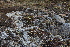  ( - EDNA21-0061086)  @11 [ ] CreativeCommons Attribution NonCommercial ShareAlike (2021) Markus Ruhsam Royal Botanic Garden, Edinburgh