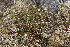  (Diapensia lapponica - EDNA21-0061086)  @11 [ ] CreativeCommons Attribution NonCommercial ShareAlike (2021) Markus Ruhsam Royal Botanic Garden, Edinburgh