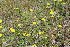  ( - EDNA22-0062648)  @11 [ ] NonCommercial ShareAlike (2023) Markus Ruhsam Royal Botanic Garden Edinburgh
