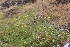  ( - EDNA22-0062648)  @11 [ ] NonCommercial ShareAlike (2023) Markus Ruhsam Royal Botanic Garden Edinburgh