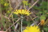  ( - EDNA22-0062648)  @11 [ ] NonCommercial ShareAlike (2023) Markus Ruhsam Royal Botanic Garden Edinburgh