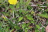  ( - EDNA22-0062648)  @11 [ ] NonCommercial ShareAlike (2023) Markus Ruhsam Royal Botanic Garden Edinburgh