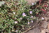  ( - EDNA22-0062651)  @11 [ ] NonCommercial ShareAlike (2023) Markus Ruhsam Royal Botanic Garden Edinburgh