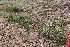  ( - EDNA22-0062651)  @11 [ ] NonCommercial ShareAlike (2023) Markus Ruhsam Royal Botanic Garden Edinburgh