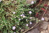  ( - EDNA22-0062651)  @11 [ ] NonCommercial ShareAlike (2023) Markus Ruhsam Royal Botanic Garden Edinburgh