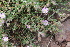  ( - EDNA22-0062651)  @11 [ ] NonCommercial ShareAlike (2023) Markus Ruhsam Royal Botanic Garden Edinburgh