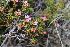  ( - EDNA21-0061087)  @11 [ ] CreativeCommons Attribution NonCommercial ShareAlike (2021) Markus Ruhsam Royal Botanic Garden, Edinburgh