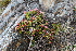  ( - EDNA21-0061087)  @11 [ ] CreativeCommons Attribution NonCommercial ShareAlike (2021) Markus Ruhsam Royal Botanic Garden, Edinburgh