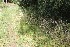  (Juncus conglomeratus - EDNA22-0062743)  @11 [ ] NonCommercial ShareAlike (2023) Markus Ruhsam Royal Botanic Garden Edinburgh