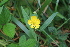  ( - EDNA22-0062756)  @11 [ ] NonCommercial ShareAlike (2023) Markus Ruhsam Royal Botanic Garden Edinburgh