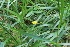 ( - EDNA22-0062756)  @11 [ ] NonCommercial ShareAlike (2023) Markus Ruhsam Royal Botanic Garden Edinburgh