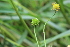  ( - EDNA22-0062756)  @11 [ ] NonCommercial ShareAlike (2023) Markus Ruhsam Royal Botanic Garden Edinburgh