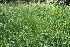  (Ranunculus lingua - EDNA22-0062756)  @11 [ ] NonCommercial ShareAlike (2023) Markus Ruhsam Royal Botanic Garden Edinburgh