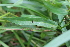  ( - EDNA22-0062756)  @11 [ ] NonCommercial ShareAlike (2023) Markus Ruhsam Royal Botanic Garden Edinburgh
