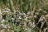  ( - EDNA22-0062758)  @11 [ ] NonCommercial ShareAlike (2023) Markus Ruhsam Royal Botanic Garden Edinburgh