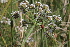  ( - EDNA22-0062758)  @11 [ ] NonCommercial ShareAlike (2023) Markus Ruhsam Royal Botanic Garden Edinburgh