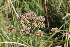  ( - EDNA22-0062758)  @11 [ ] NonCommercial ShareAlike (2023) Markus Ruhsam Royal Botanic Garden Edinburgh