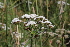  ( - EDNA22-0062758)  @11 [ ] NonCommercial ShareAlike (2023) Markus Ruhsam Royal Botanic Garden Edinburgh
