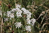  ( - EDNA22-0062758)  @11 [ ] NonCommercial ShareAlike (2023) Markus Ruhsam Royal Botanic Garden Edinburgh