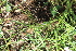  ( - EDNA22-0062758)  @11 [ ] NonCommercial ShareAlike (2023) Markus Ruhsam Royal Botanic Garden Edinburgh