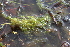  ( - EDNA22-0062930)  @11 [ ] NonCommercial ShareAlike (2023) Markus Ruhsam Royal Botanic Garden Edinburgh