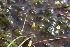  ( - EDNA22-0062930)  @11 [ ] NonCommercial ShareAlike (2023) Markus Ruhsam Royal Botanic Garden Edinburgh
