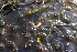  ( - EDNA22-0062930)  @11 [ ] NonCommercial ShareAlike (2023) Markus Ruhsam Royal Botanic Garden Edinburgh