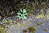  (Erophila - EDNA23-0064318)  @11 [ ] CreativeCommons  Attribution Non-Commercial Share-Alike (2023) Markus Ruhsam Royal botanic Garden Edinburgh