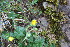  ( - EDNA23-0064319)  @11 [ ] CreativeCommons  Attribution Non-Commercial Share-Alike (2023) Markus Ruhsam Royal botanic Garden Edinburgh