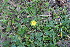  ( - EDNA23-0064319)  @11 [ ] CreativeCommons  Attribution Non-Commercial Share-Alike (2023) Markus Ruhsam Royal botanic Garden Edinburgh