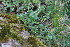  ( - EDNA23-0064319)  @11 [ ] CreativeCommons  Attribution Non-Commercial Share-Alike (2023) Markus Ruhsam Royal botanic Garden Edinburgh